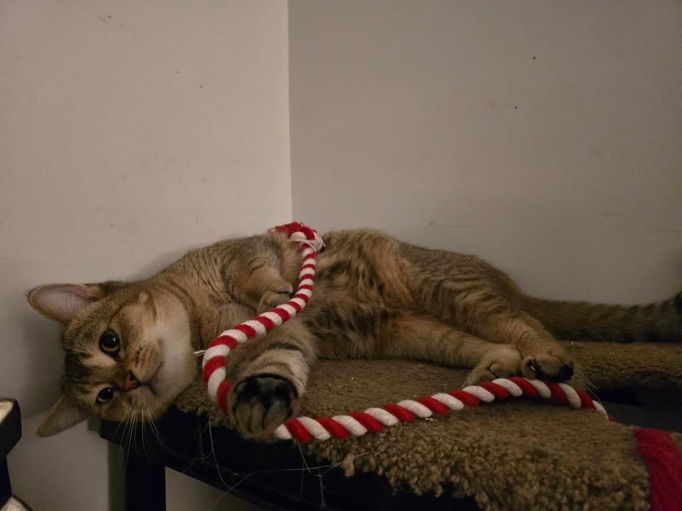 Enlarge Reggie - IN, a Adopted Abyssinian in Louisville, KY image 5/6