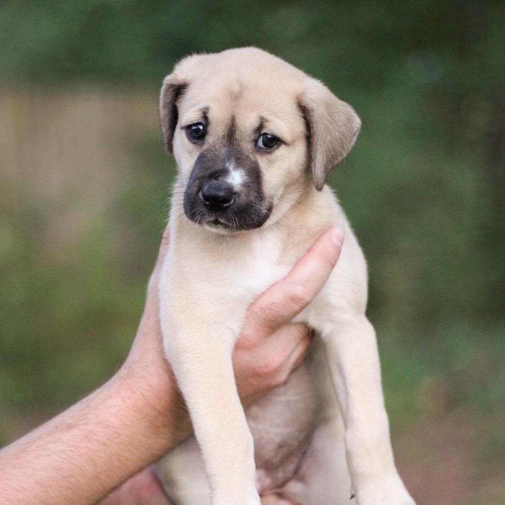 Scooter, Adoptable, Puppy Female Mixed Breed.