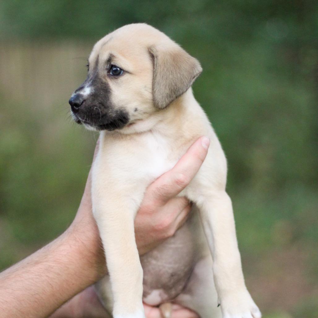 Scooter, a Adoptable Mixed Breed in Durham, NC image 3/6
