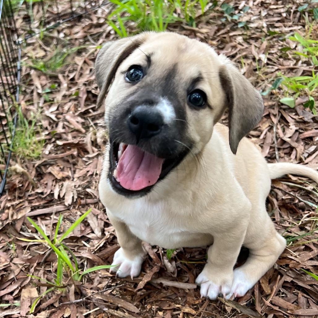 Scooter, a Adoptable Mixed Breed in Durham, NC image 5/6