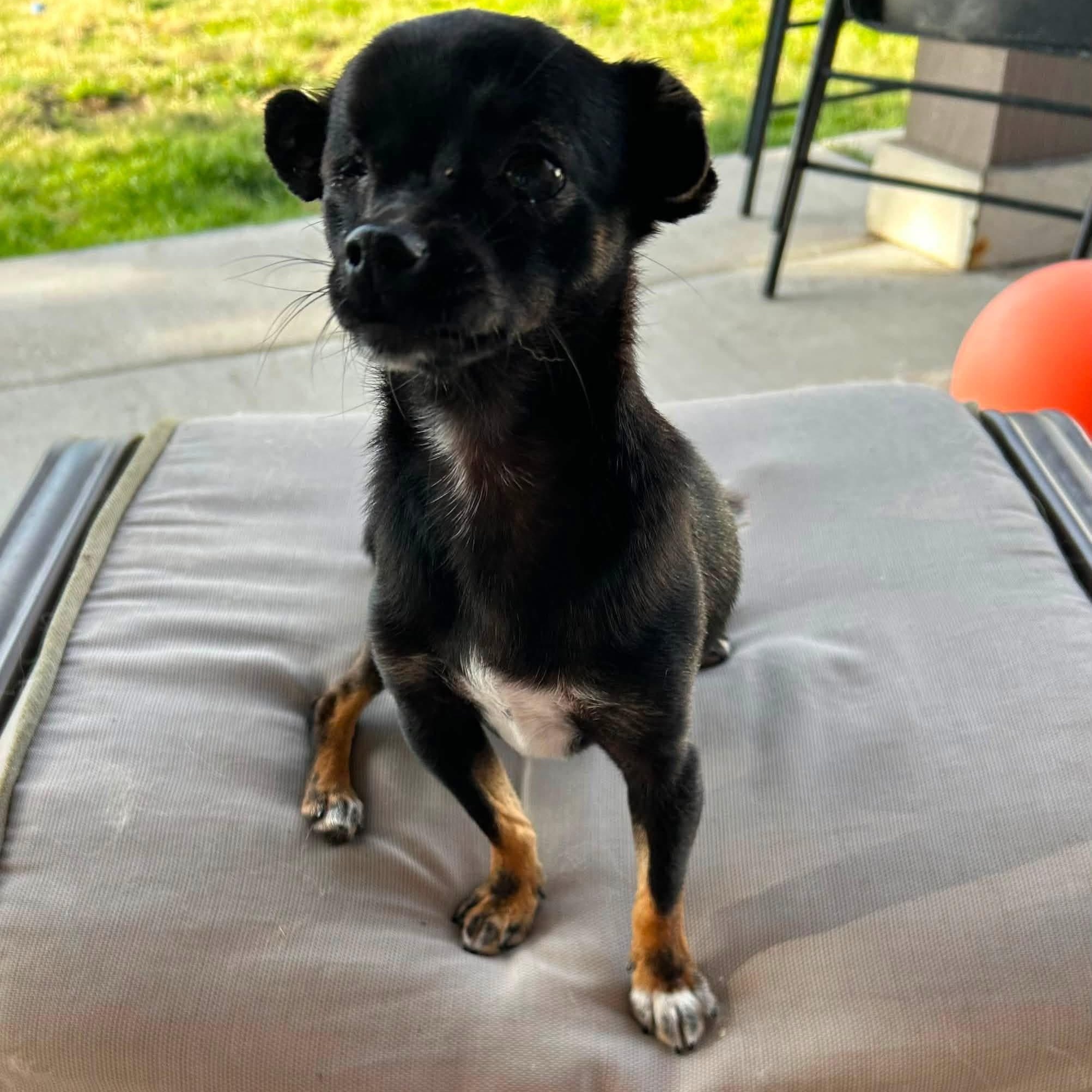 Tootsie, an adopted Chihuahua in Friday Harbor, WA image 3/3