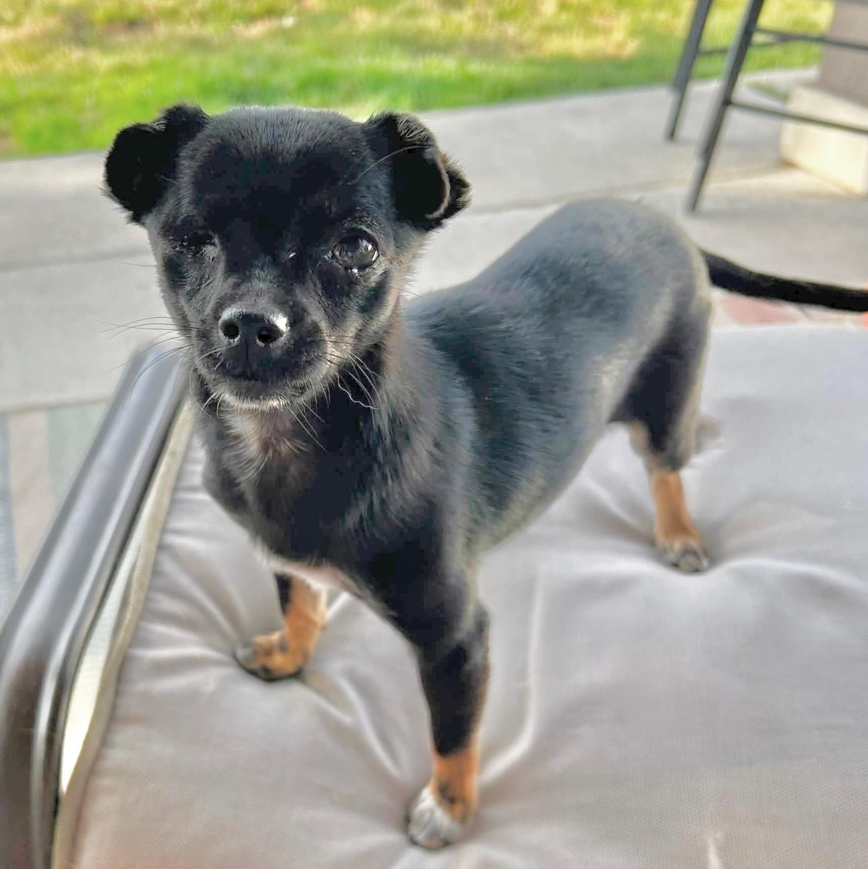 Tootsie, adopted, Young Female Chihuahua.