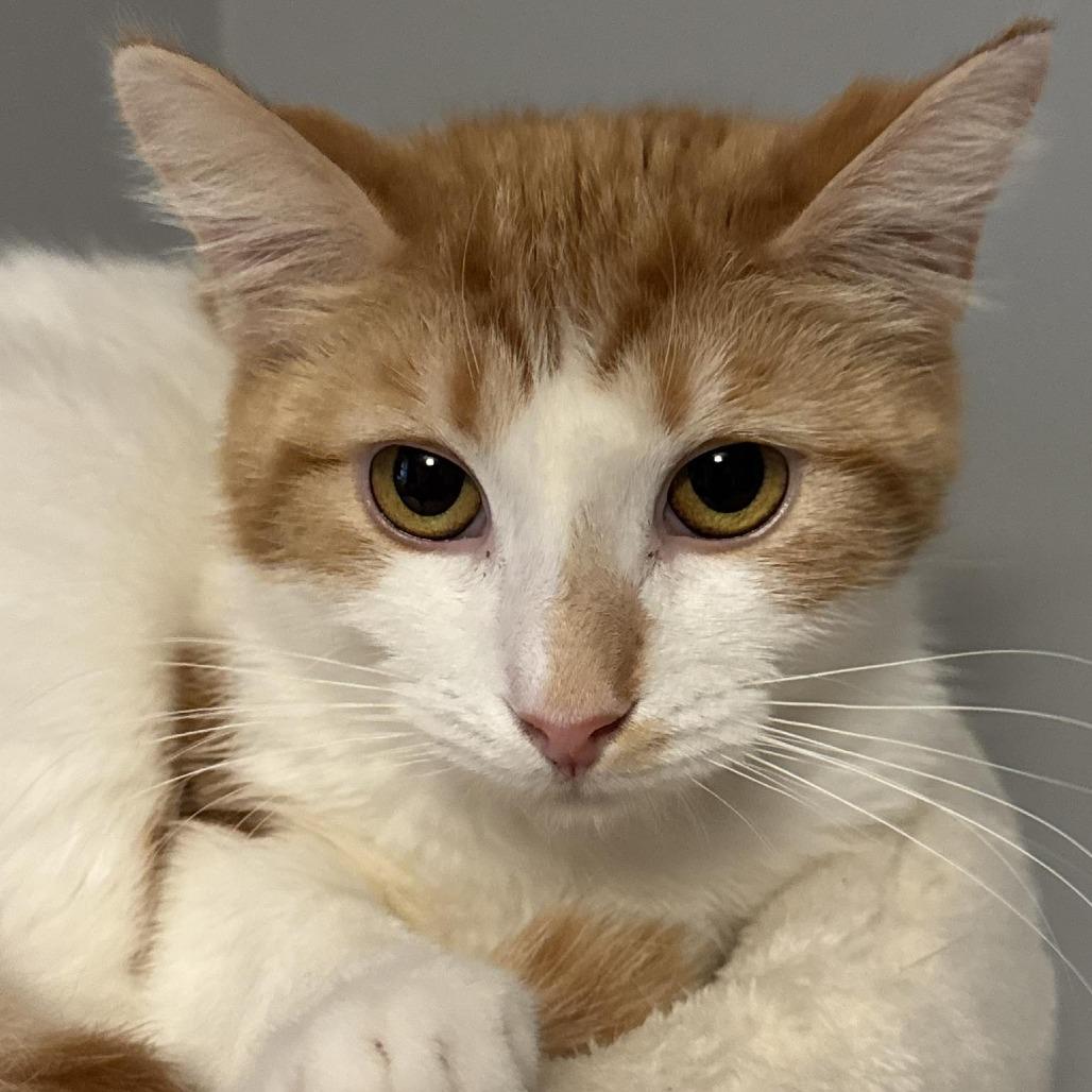 Enlarge Andi, a Adoptable Domestic Short Hair in Johnstown, PA image 2/2