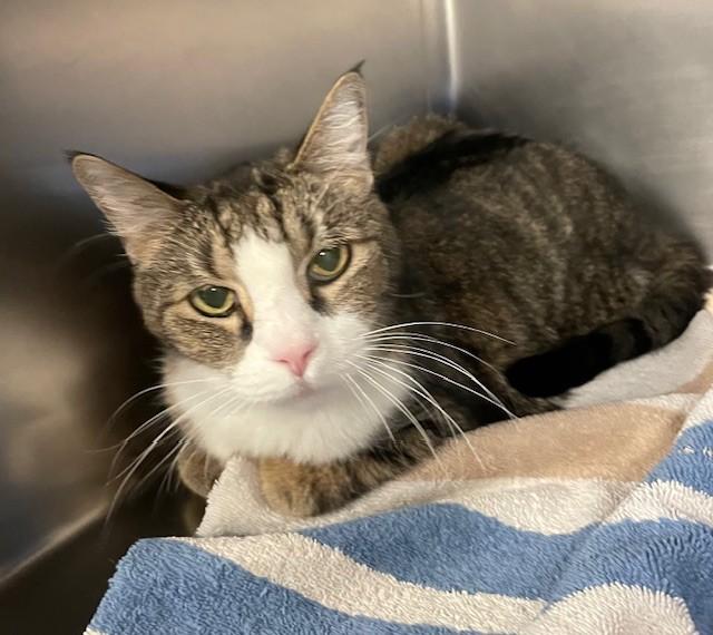 Enlarge Sailor, a ADOPTABLE Domestic Short Hair in Prudenville, MI image 1/1