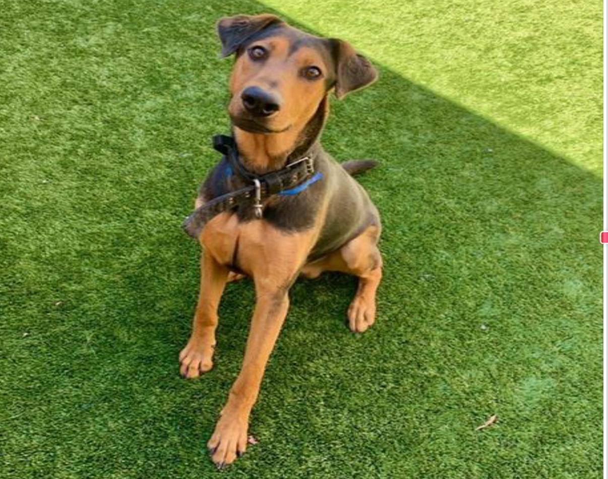 Enlarge URGENT! SAVE ME PLEASE! Austin ID#A546208, a Adoptable German Shepherd Dog in San Marcos, CA image 1/1