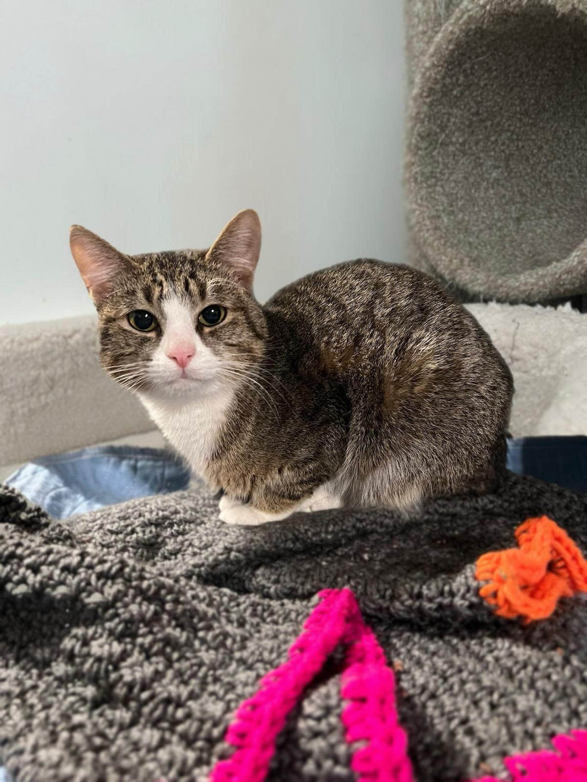 Enlarge Mojo, an adopted Domestic Short Hair in Honeoye, NY image 1/1