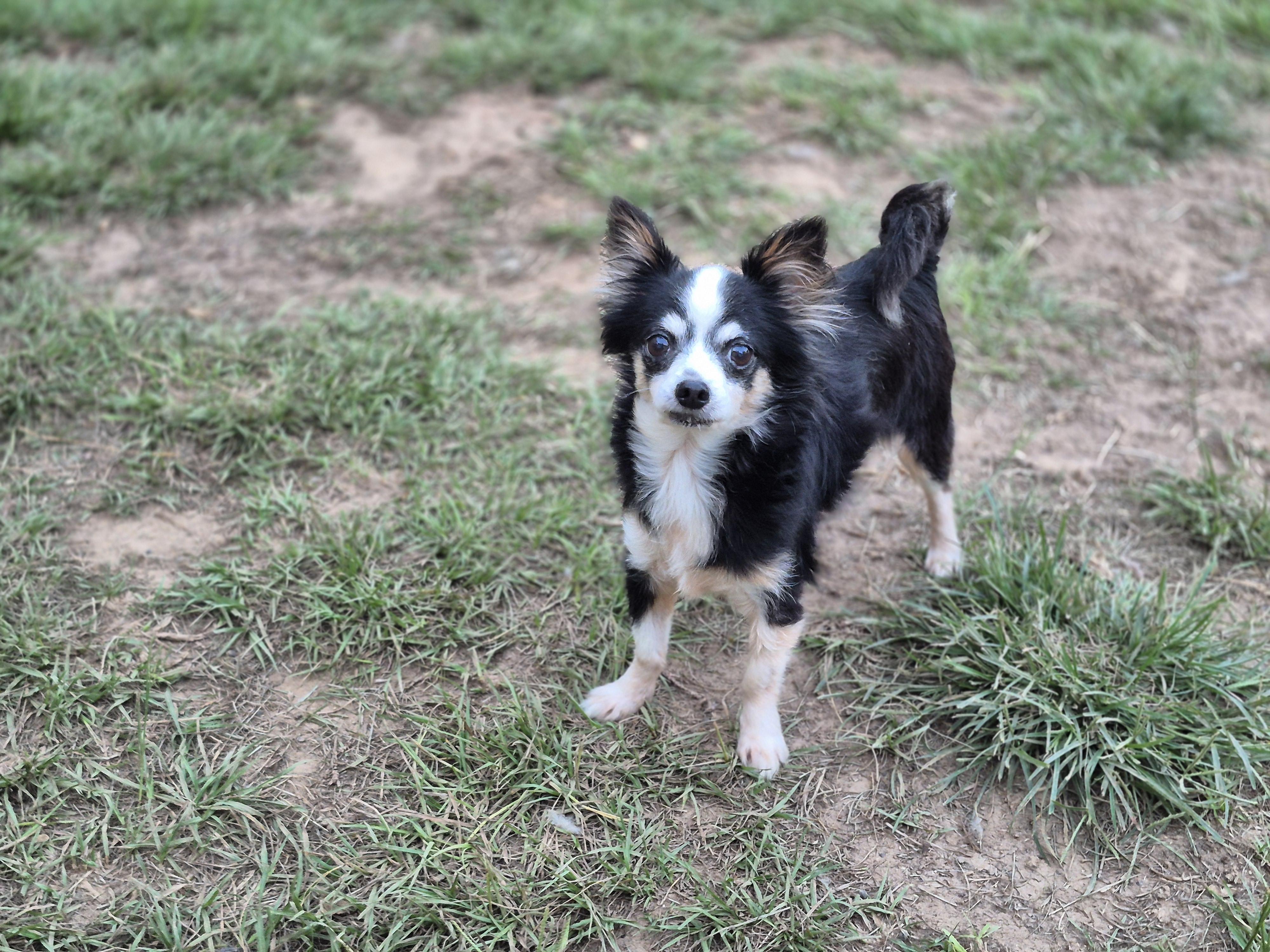 John Lennon (Lenny), an adoption pending Chihuahua in metairie, LA image 3/3