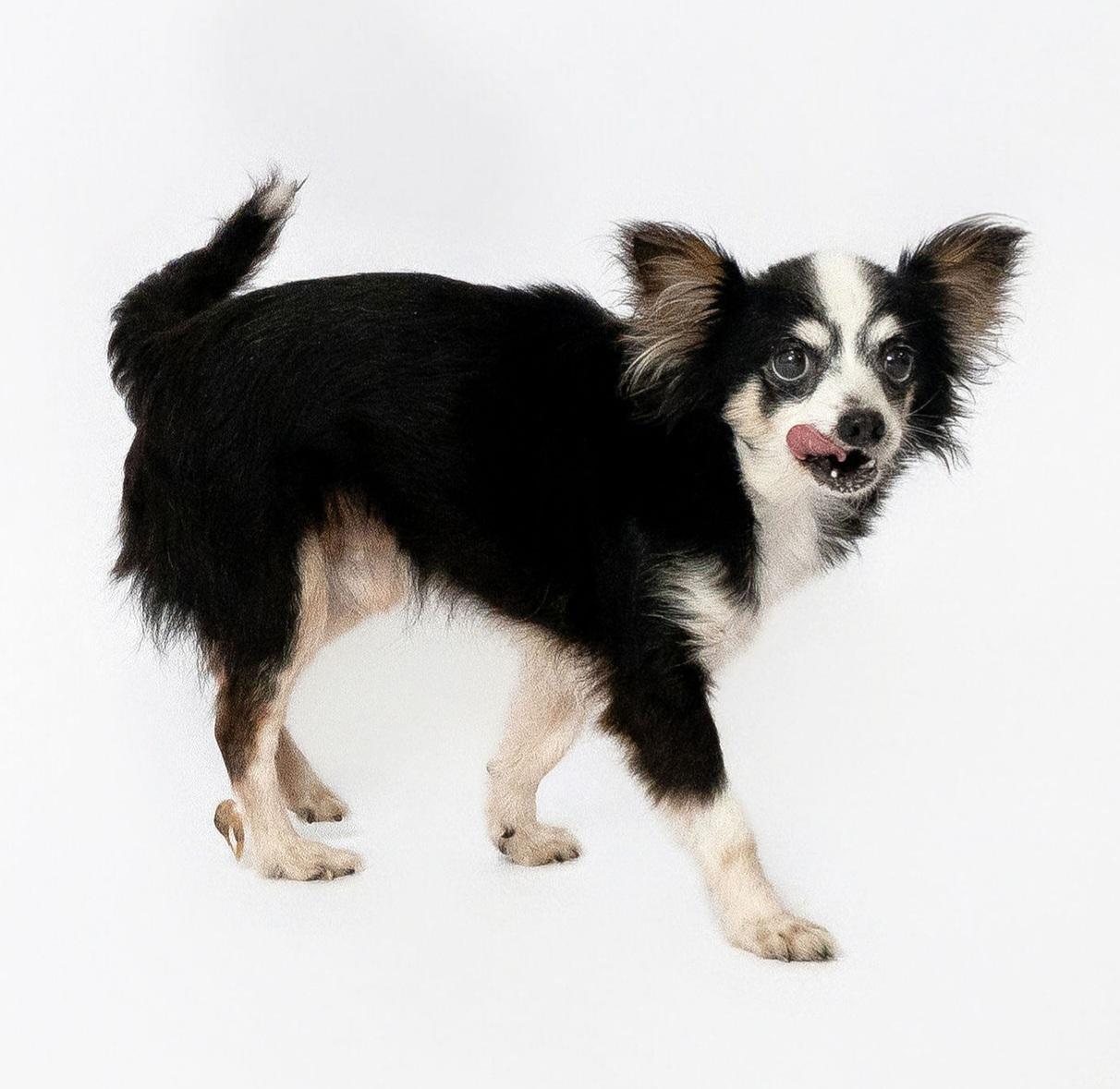 John Lennon (Lenny), an adoption pending Chihuahua in metairie, LA image 1/3