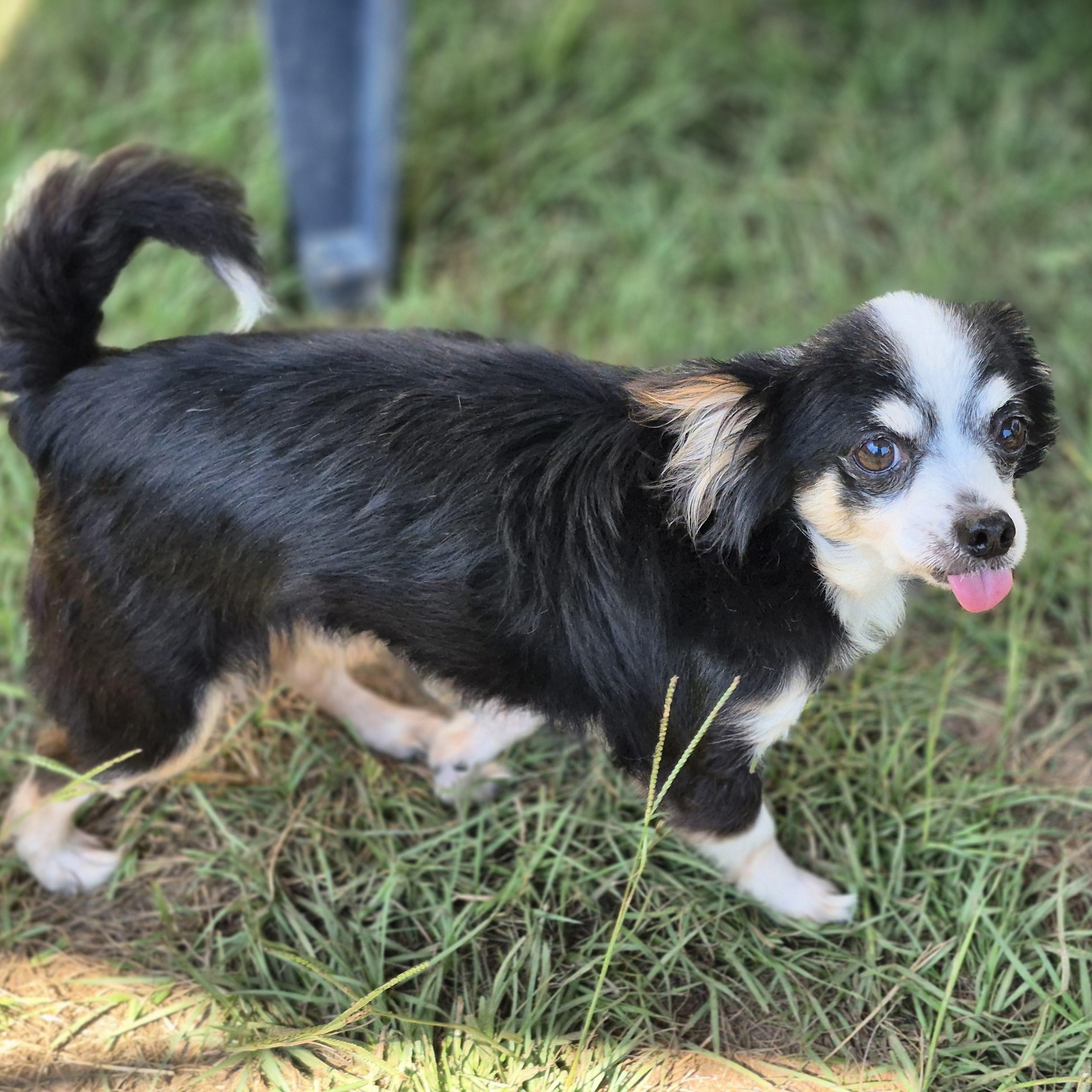 John Lennon (Lenny), an adoption pending Chihuahua in metairie, LA image 2/3