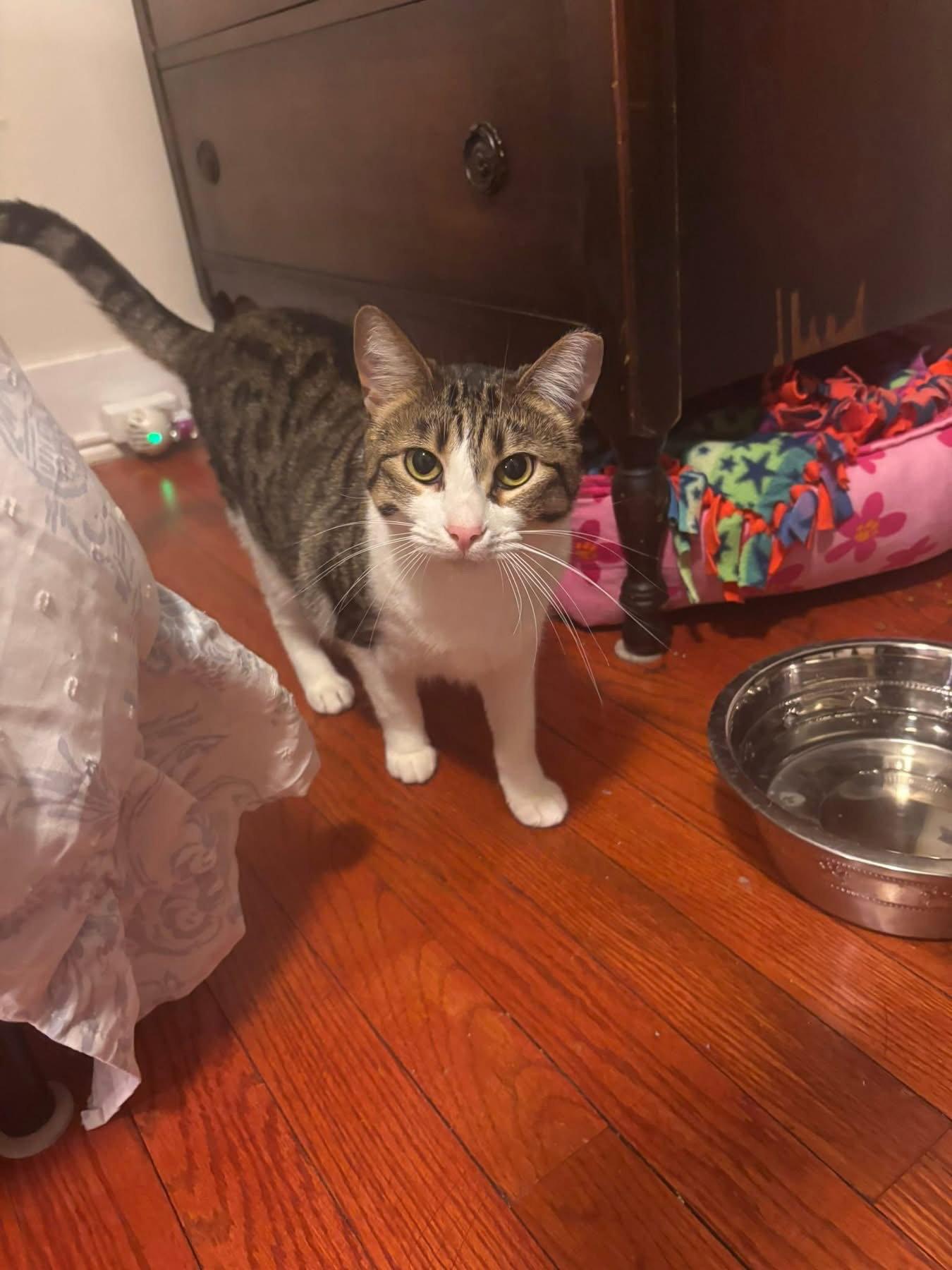 Laverne, Adoptable, Young Female Domestic Short Hair.