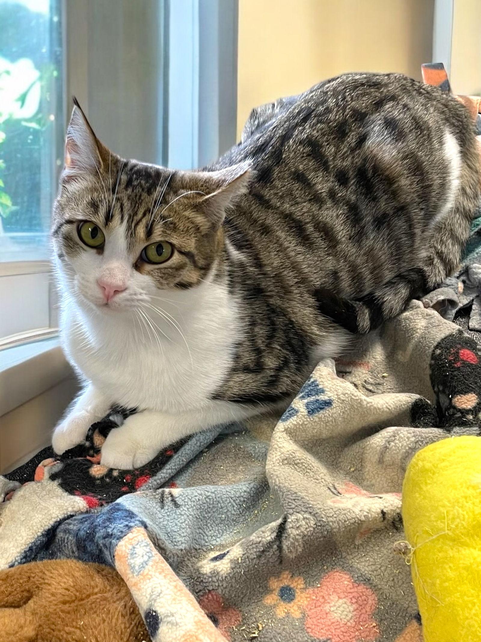 Laverne, a Adoptable Domestic Short Hair in Champaign, IL image 3/3