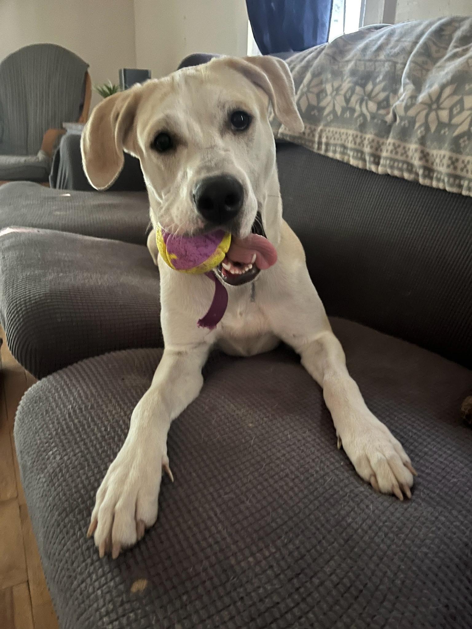 Enlarge Kimber, a ADOPTABLE Yellow Labrador Retriever in Billings, MT image 1/6