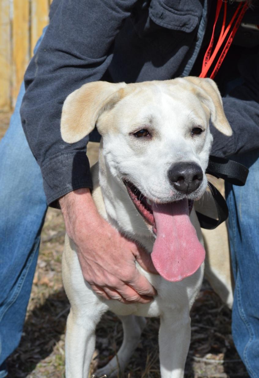 Enlarge Kimber, a ADOPTABLE Yellow Labrador Retriever in Billings, MT image 2/6