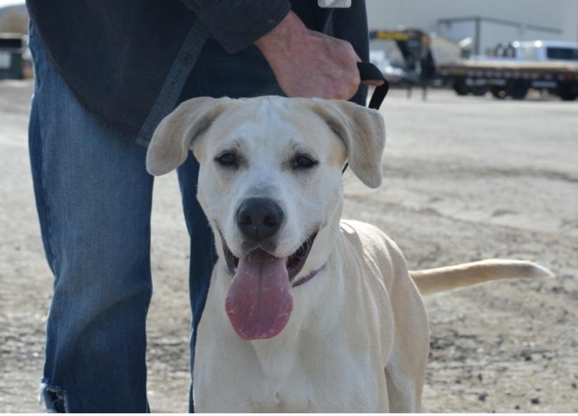 Enlarge Kimber, a ADOPTABLE Yellow Labrador Retriever in Billings, MT image 3/6