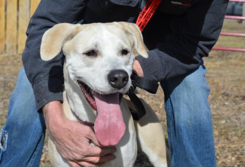 Enlarge Kimber, a ADOPTABLE Yellow Labrador Retriever in Billings, MT image 4/6