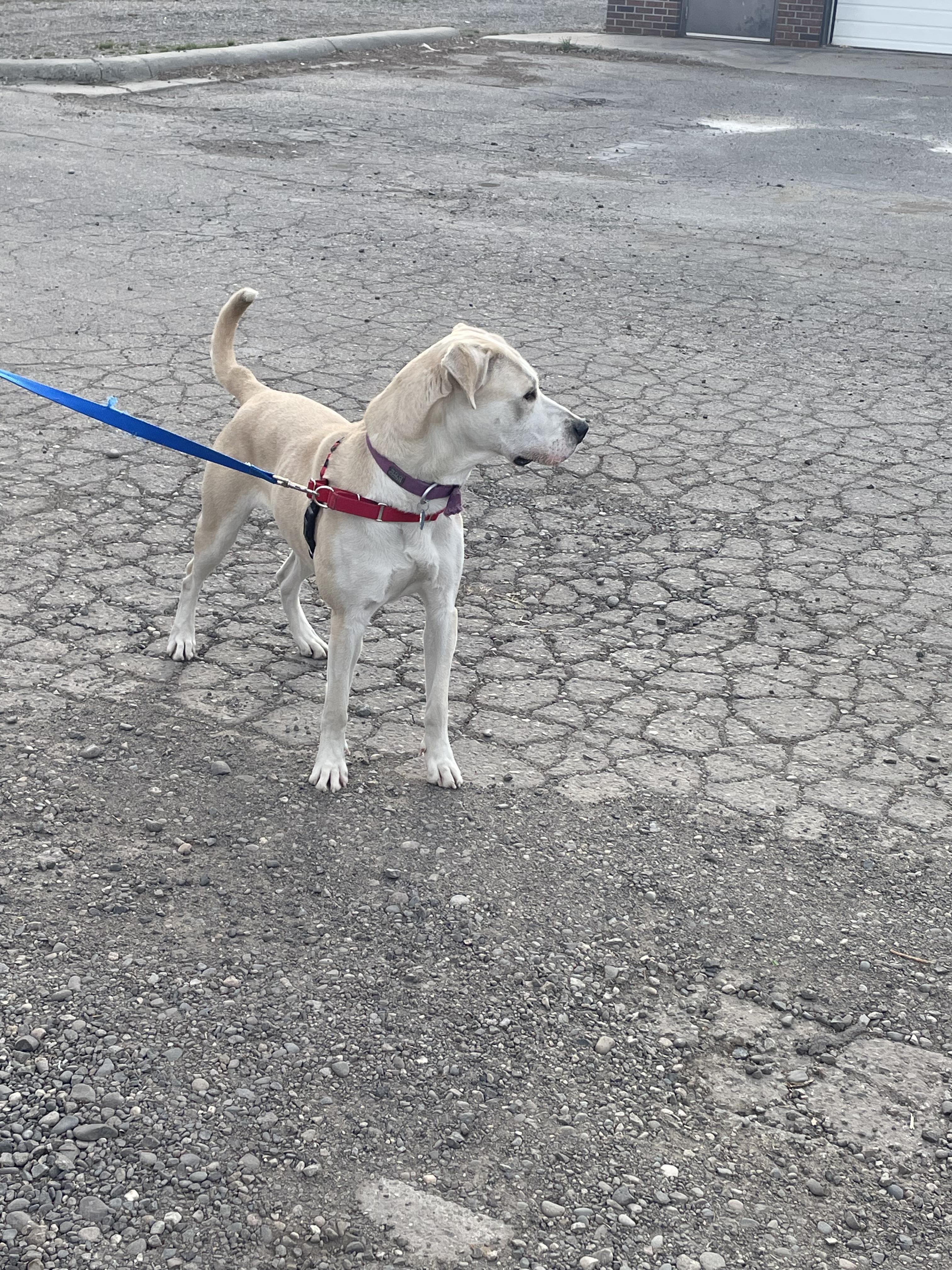 Enlarge Kimber, a ADOPTABLE Yellow Labrador Retriever in Billings, MT image 6/6