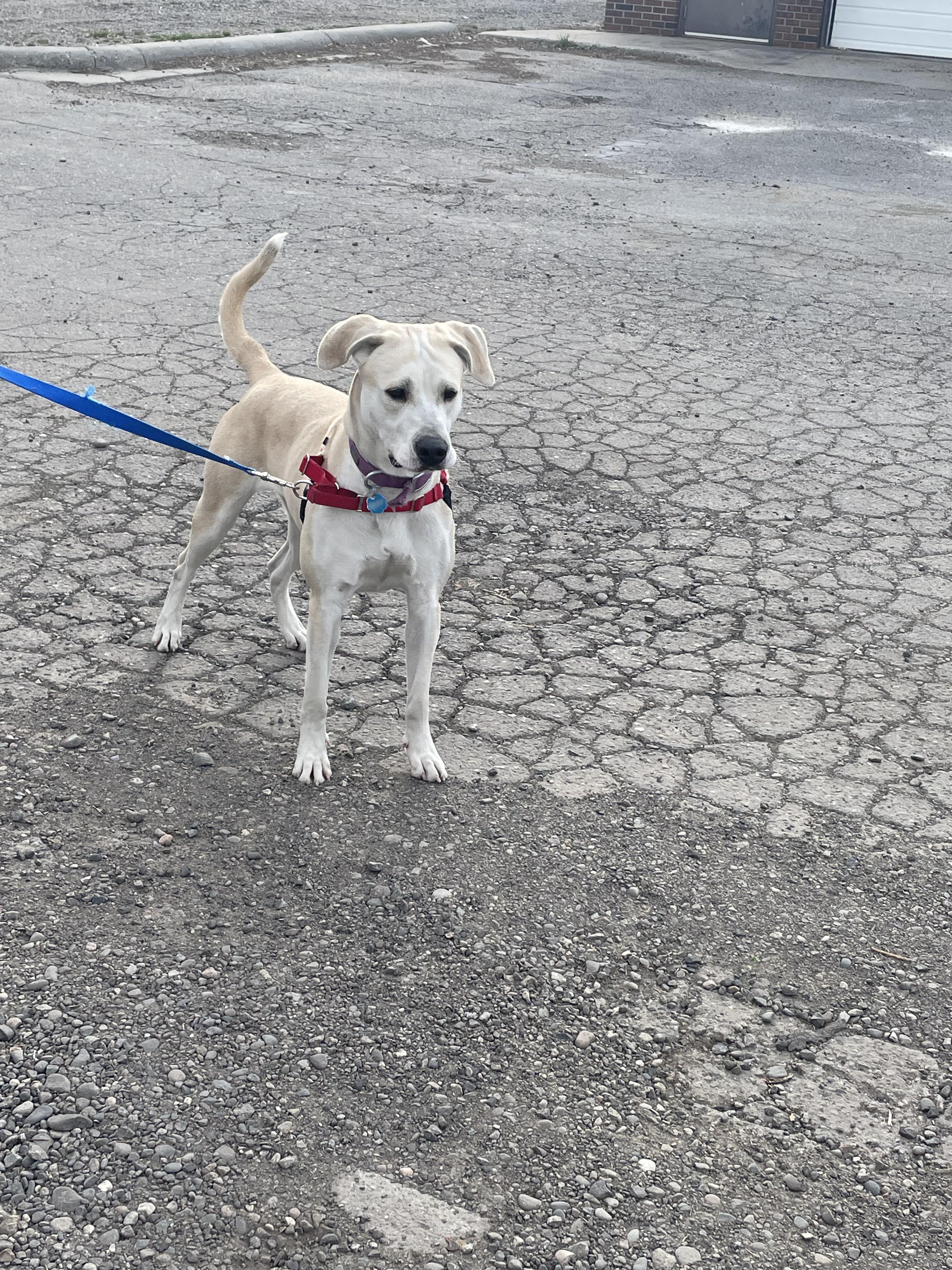 Enlarge Kimber, a ADOPTABLE Yellow Labrador Retriever in Billings, MT image 5/6