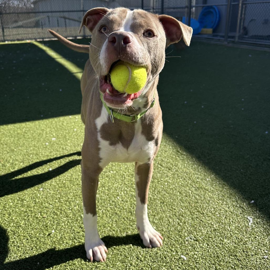Enlarge Clarence, an adoptable Mixed Breed in Cape Girardeau, MO image 1/3