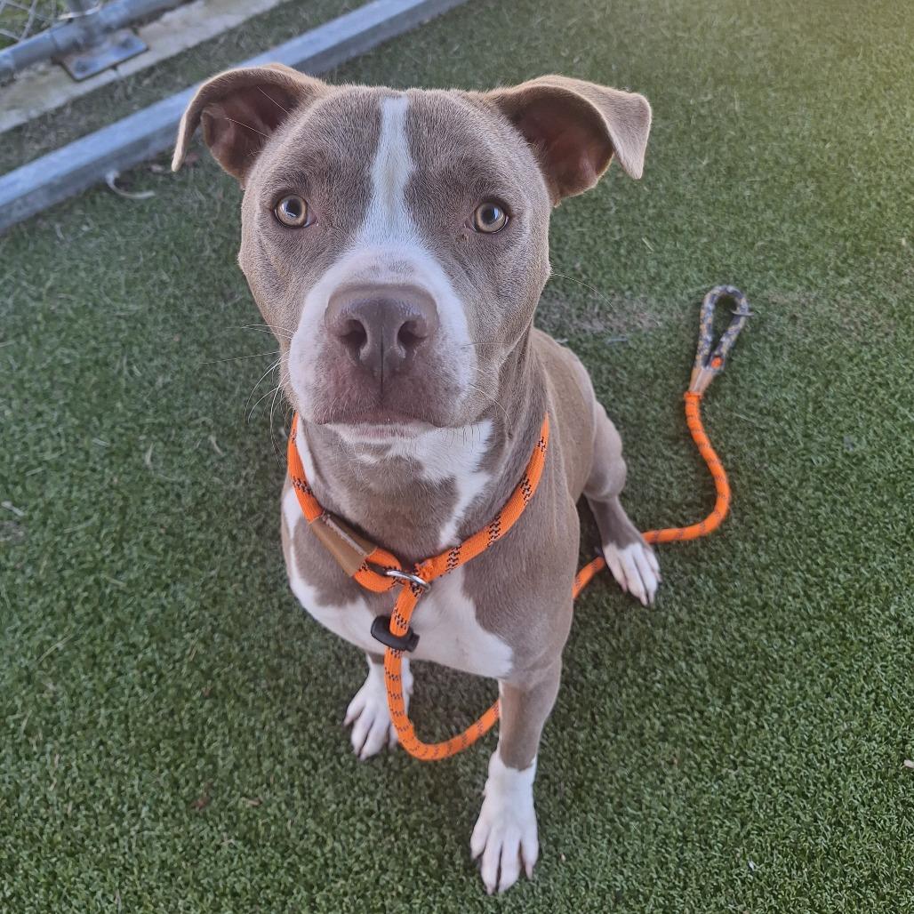 Enlarge Clarence, a Adoptable Mixed Breed in Cape Girardeau, MO image 1/1