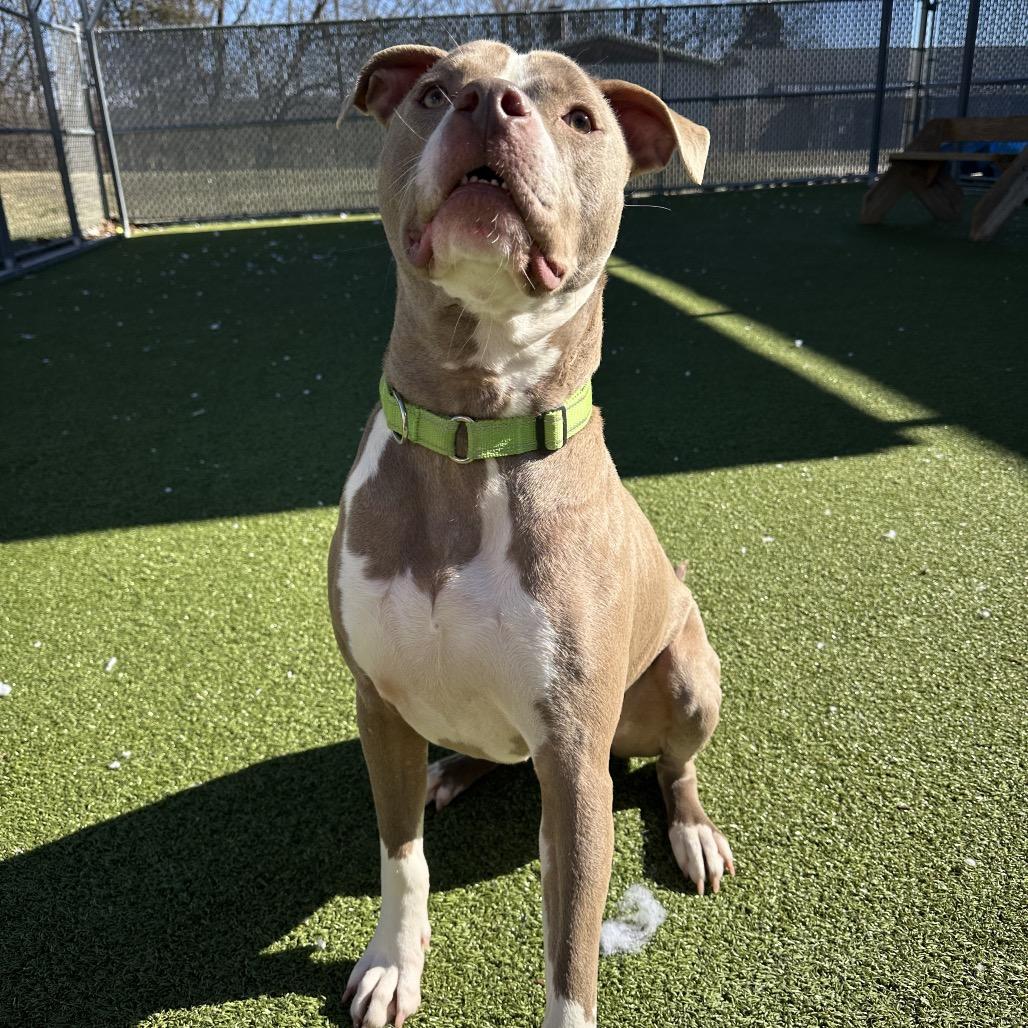 Enlarge Clarence, an adoptable Mixed Breed in Cape Girardeau, MO image 3/3