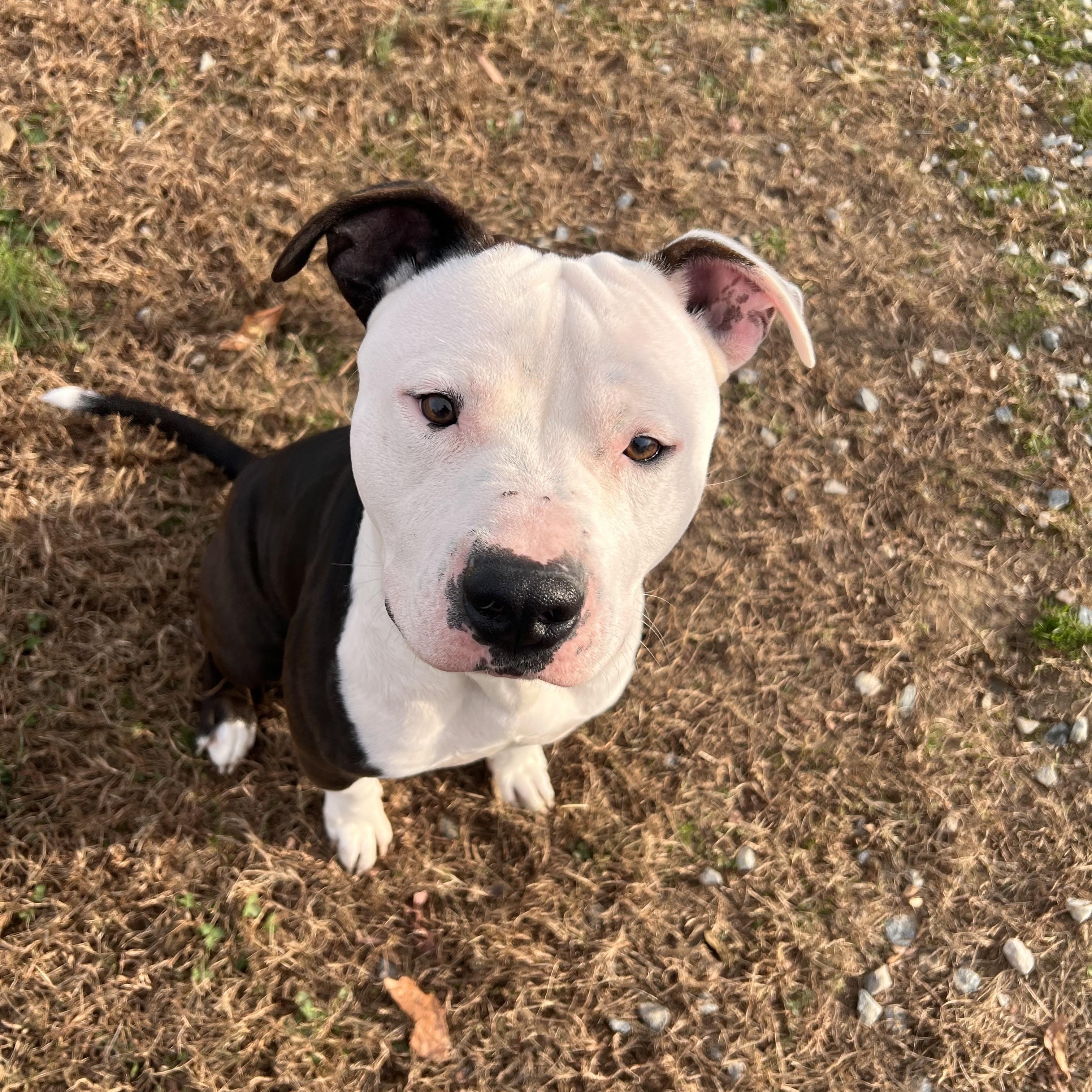 Lowkey, a Adoptable Pit Bull Terrier in Saluda, VA image 1/2