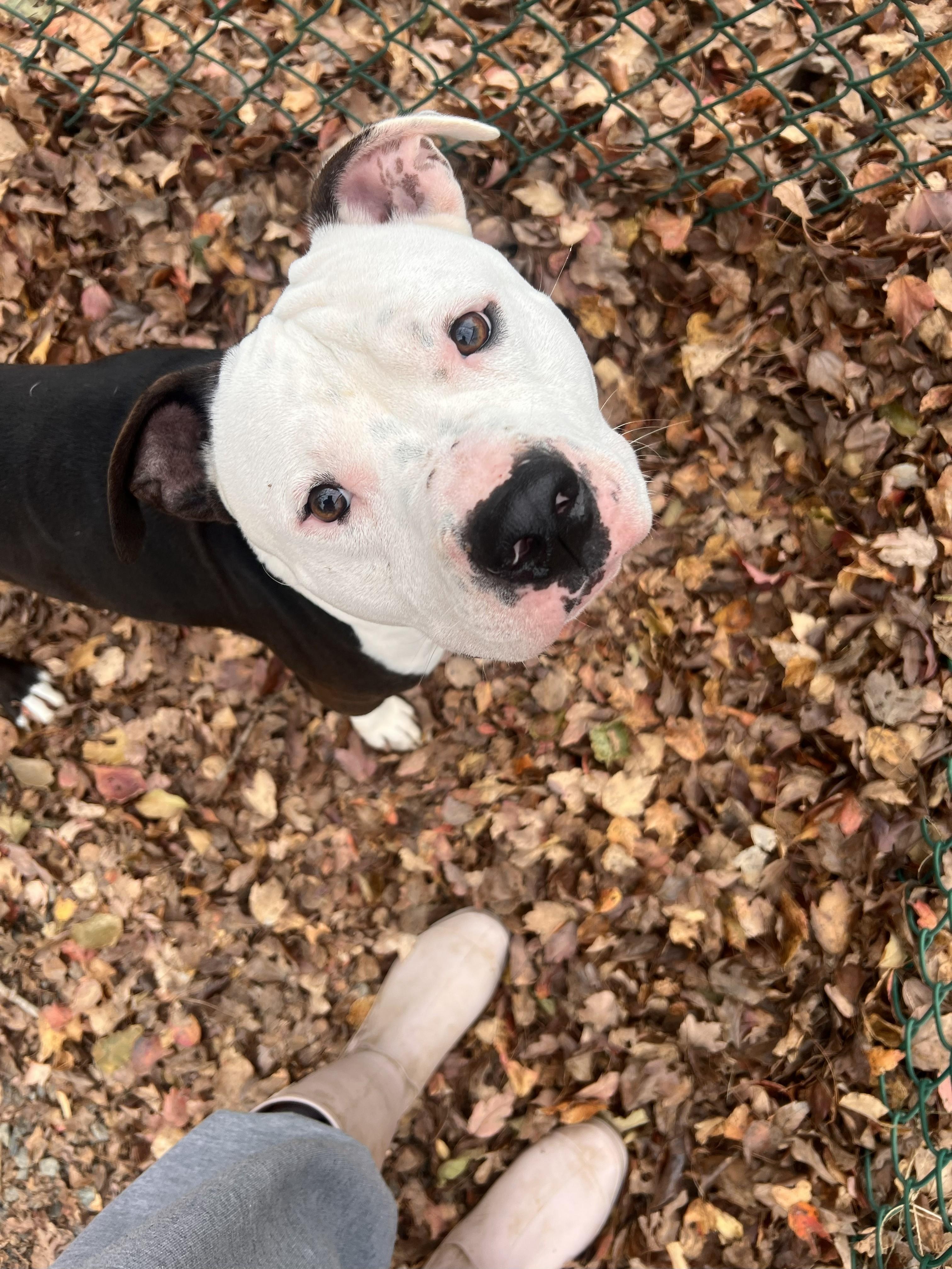 Lowkey, a Adoptable Pit Bull Terrier in Saluda, VA image 2/2