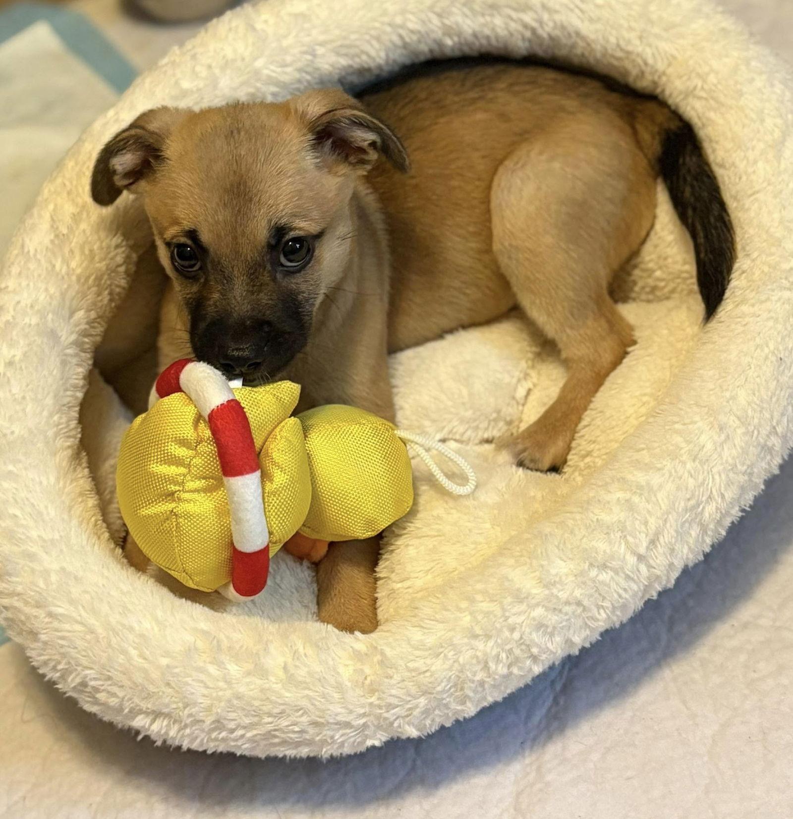 Enlarge Ann, a Adopted mixed breed in Bloomington, IL image 1/2