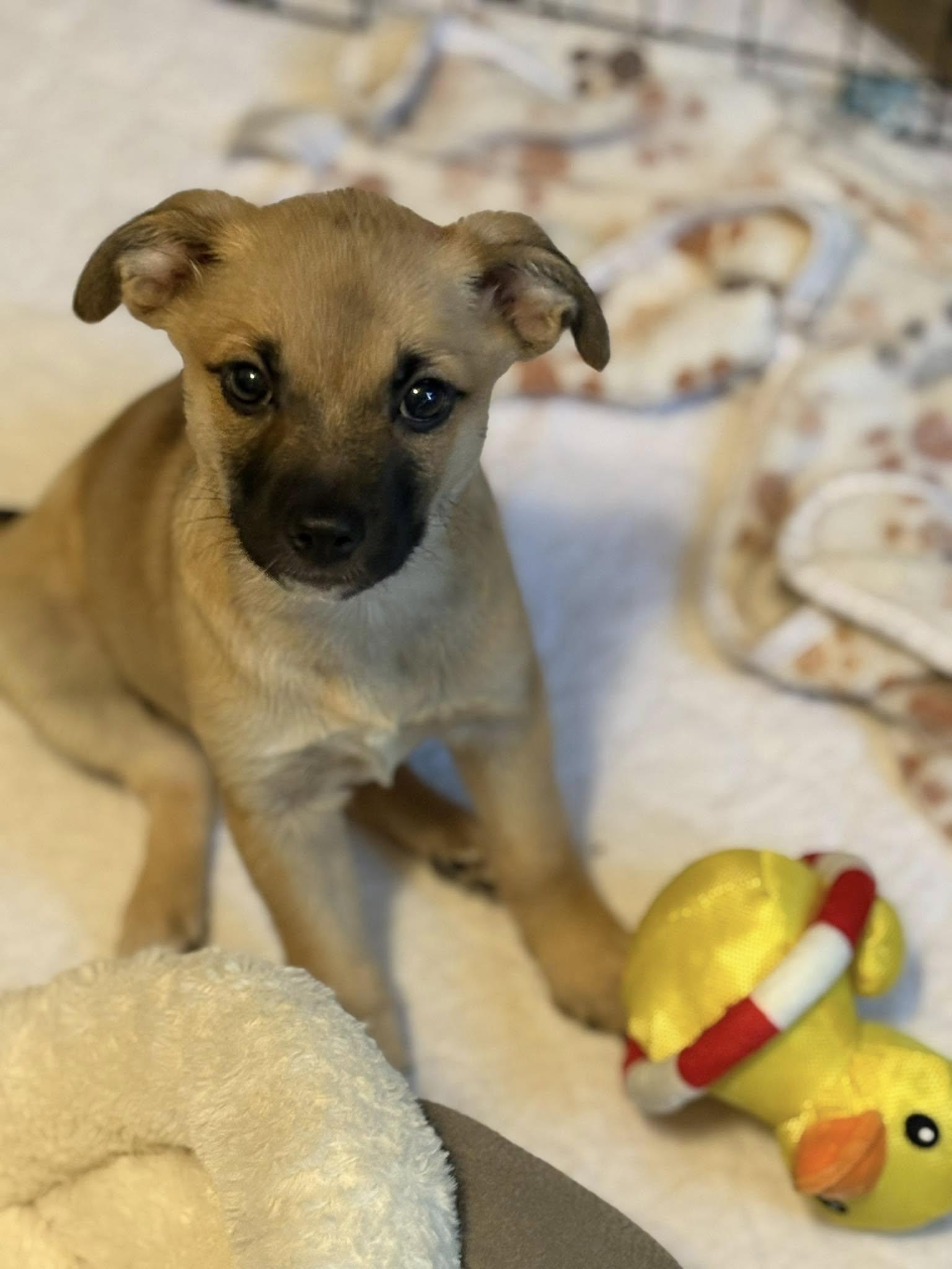 Enlarge Ann, a Adopted mixed breed in Bloomington, IL image 2/2