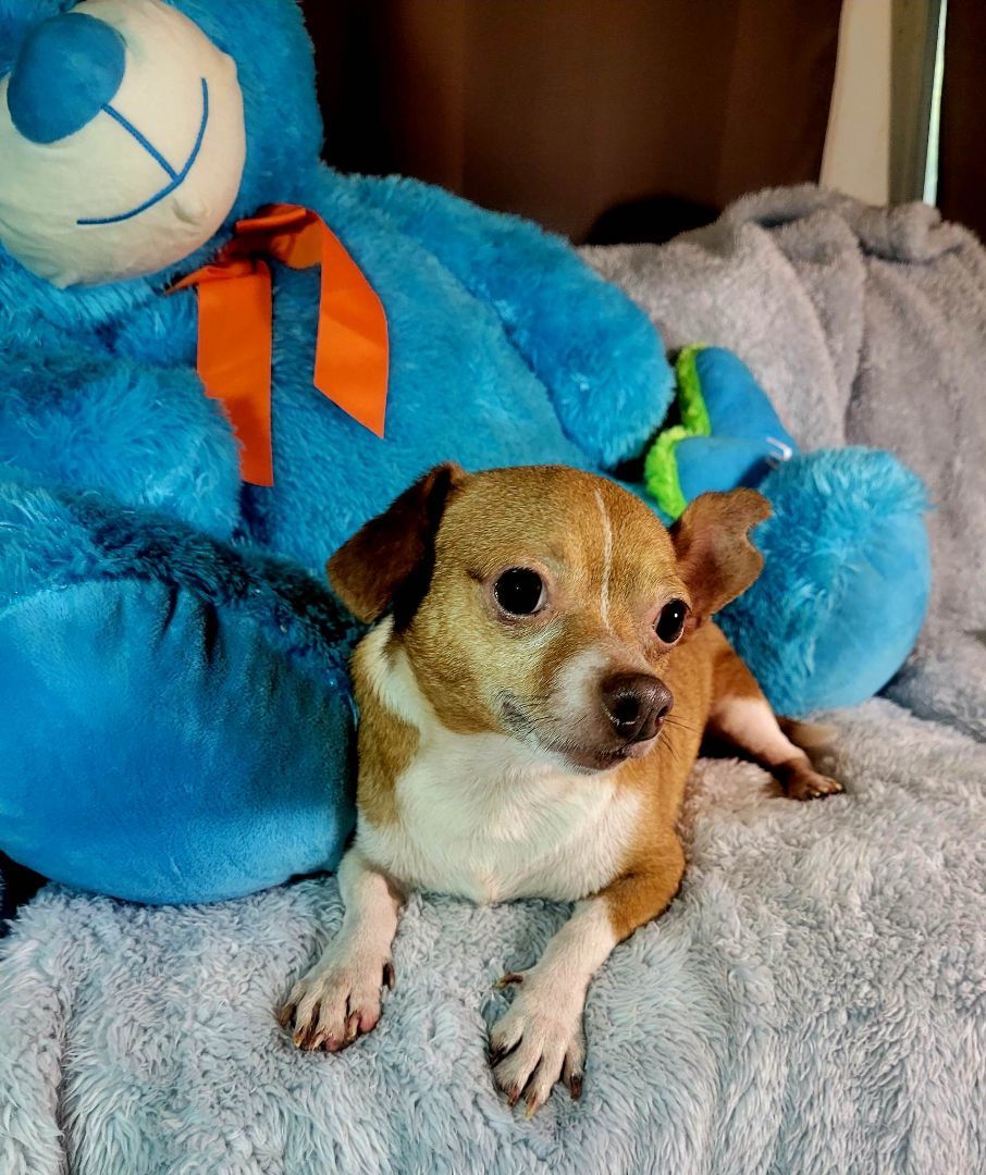 Thorg, Adopted, Adult Male Chihuahua & Chiweenie.