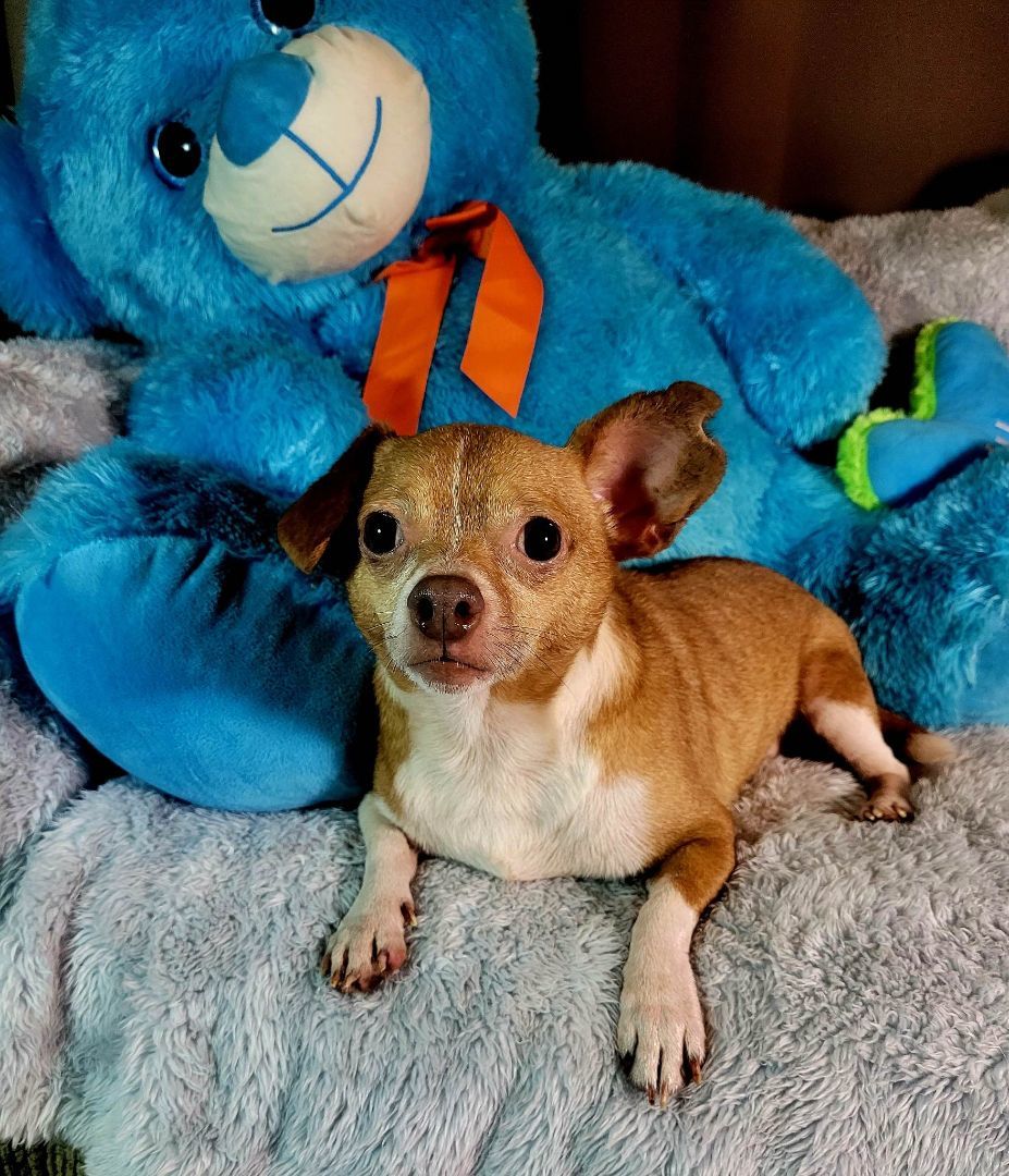 Enlarge Thorg, a Adopted mixed breed in Hayden, AL image 2/8