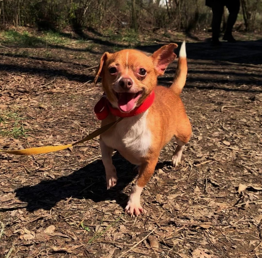 Enlarge Thorg, a Adopted mixed breed in Hayden, AL image 3/8