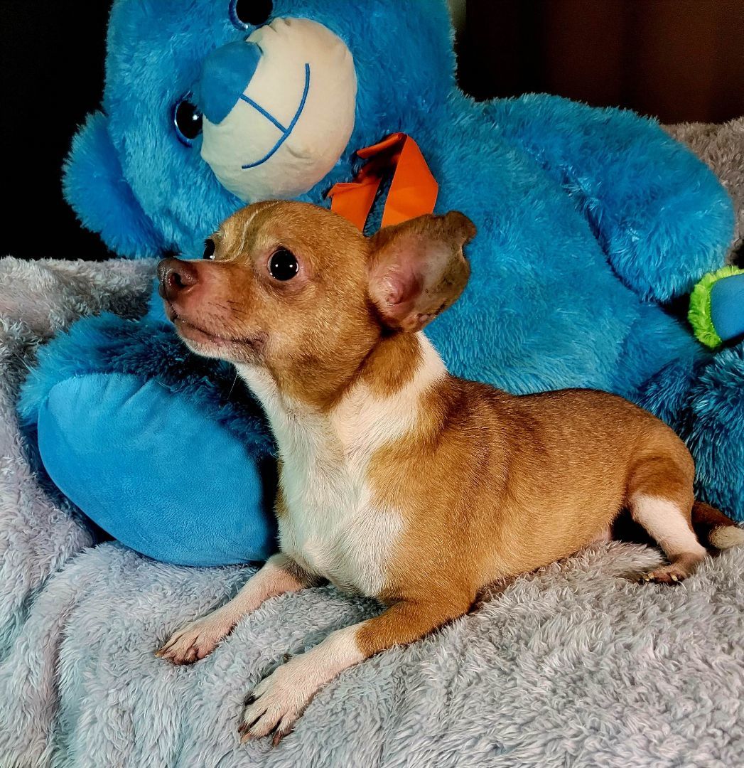 Enlarge Thorg, a Adopted mixed breed in Hayden, AL image 4/8