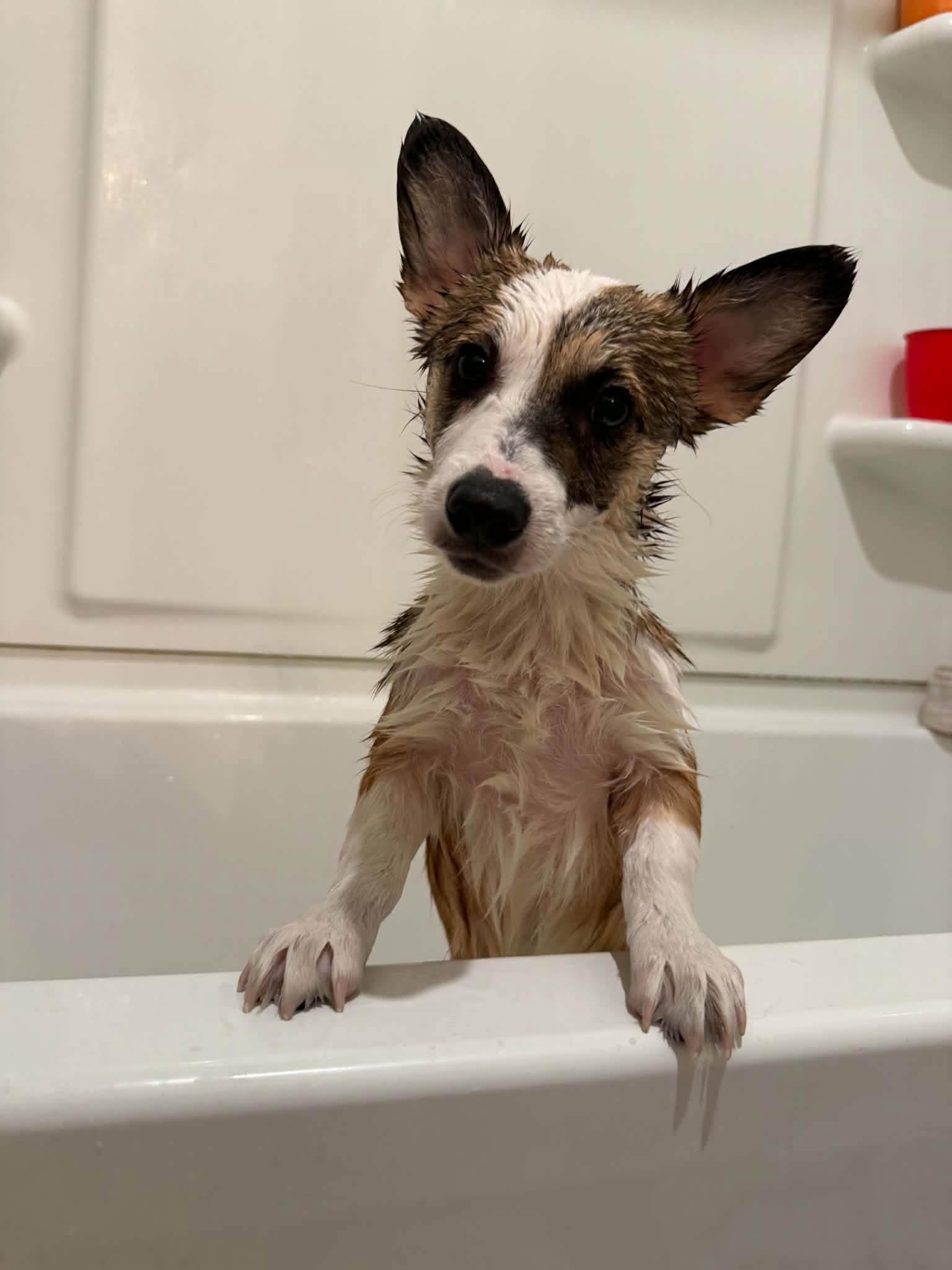 Enlarge Ruby, a Adopted Corgi in Louisville, KY image 4/5