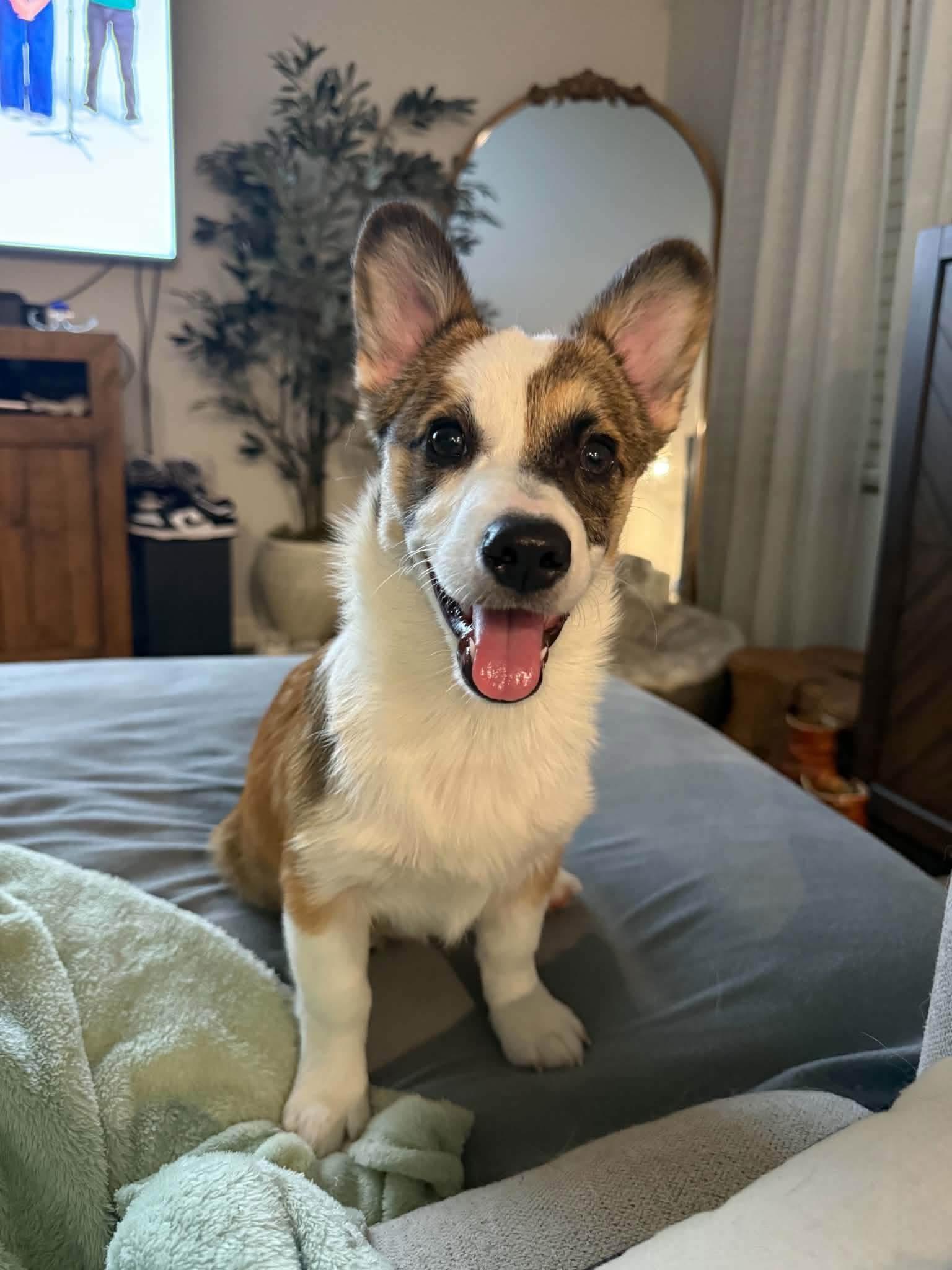 Enlarge Ruby, a Adopted Corgi in Louisville, KY image 1/5