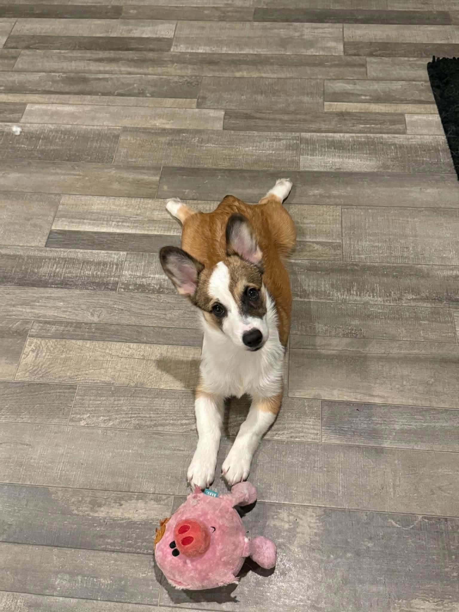 Enlarge Ruby, a Adopted Corgi in Louisville, KY image 2/5