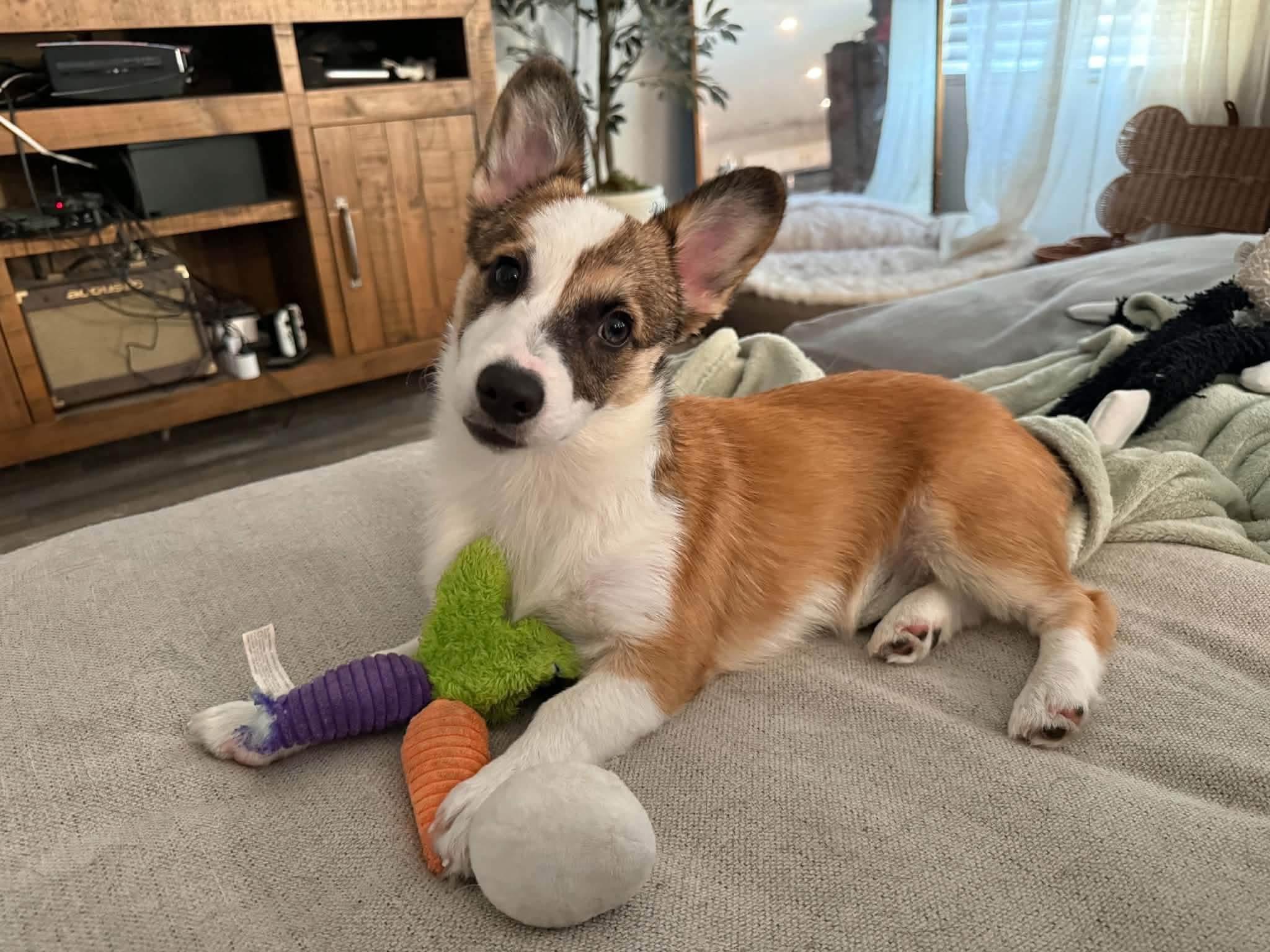 Enlarge Ruby, a Adopted Corgi in Louisville, KY image 5/5