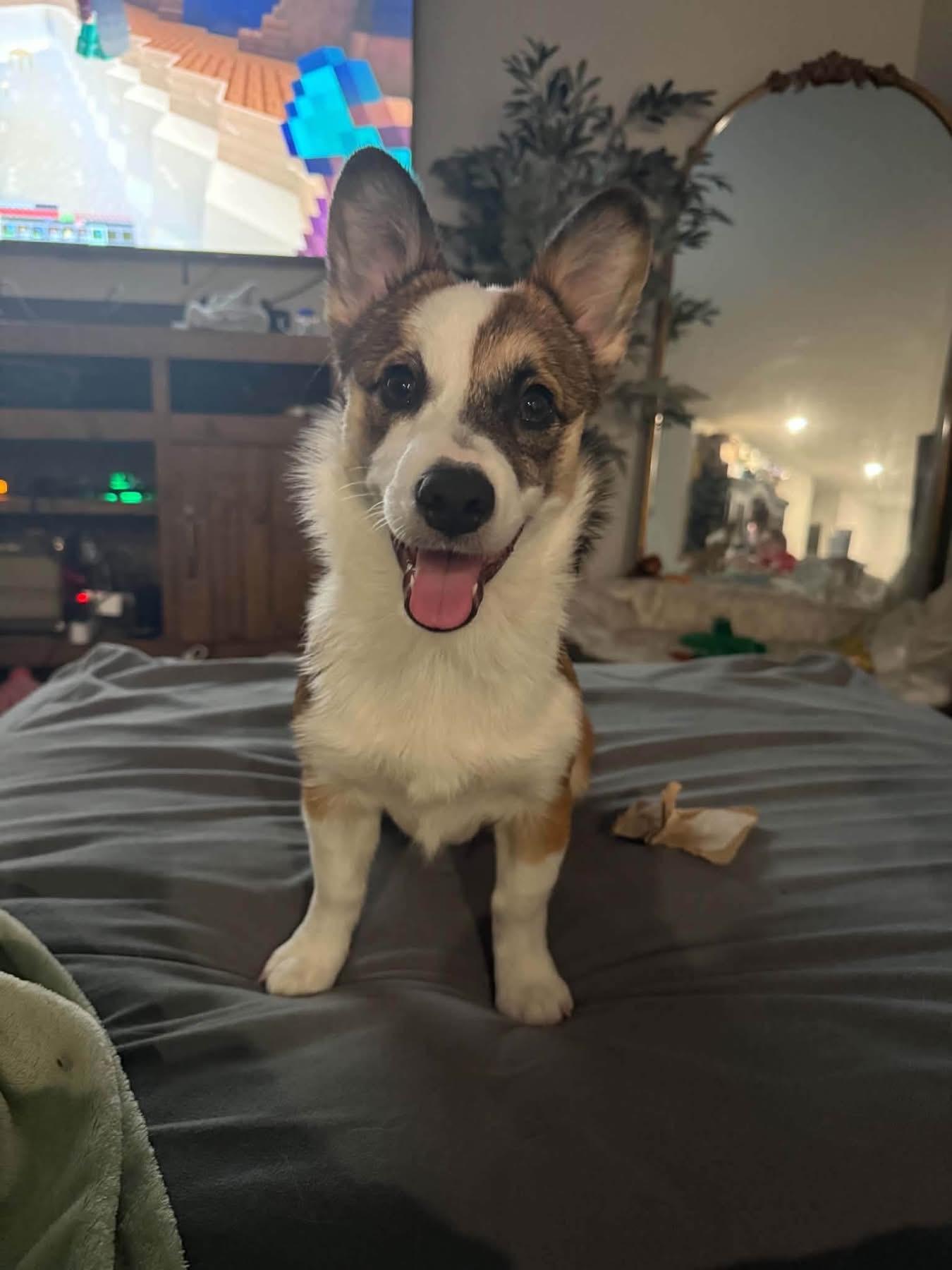 Enlarge Ruby, a Adopted Corgi in Louisville, KY image 3/5