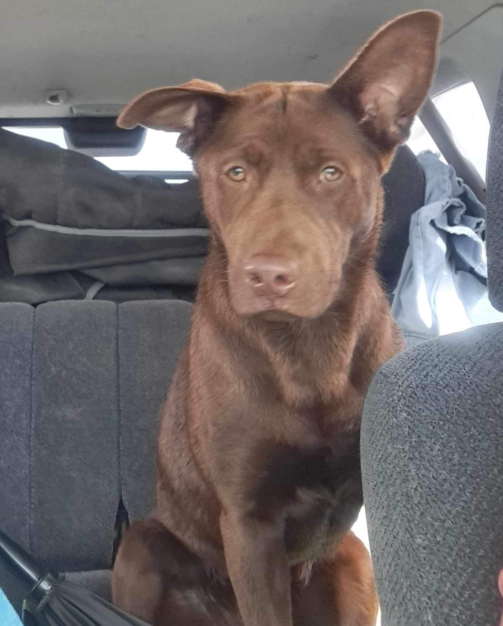 Dog for adoption Margaret! Silly chocolate lab girl!, a Chocolate Labrador Retriever in