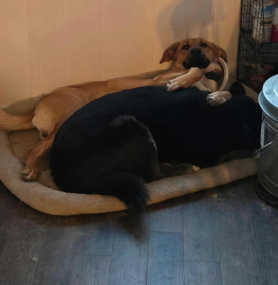 JOHN, Adoptable, Puppy Male German Shepherd Dog.