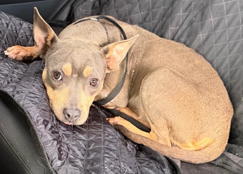 Jolene, a Adoptable mixed breed in Katy, TX image 1/3