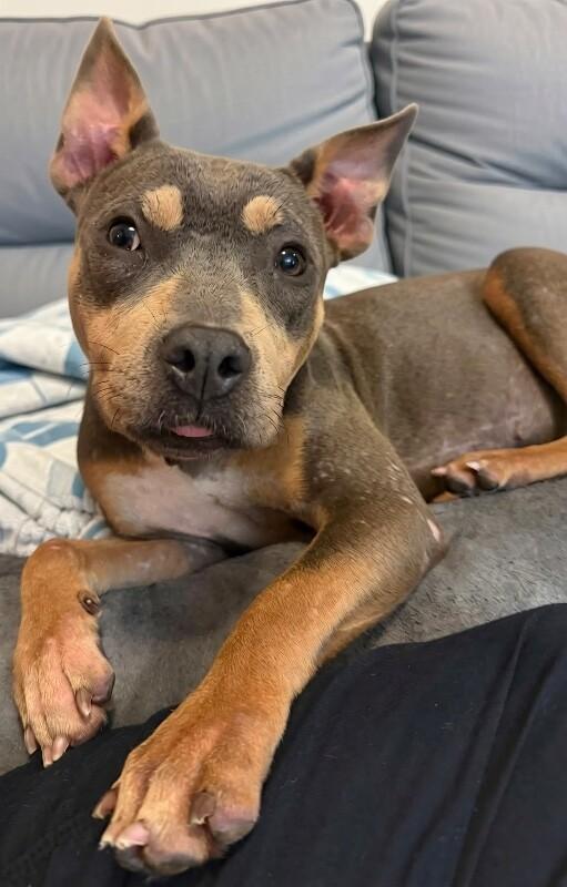 Jolene, a Adoptable mixed breed in Katy, TX image 2/3