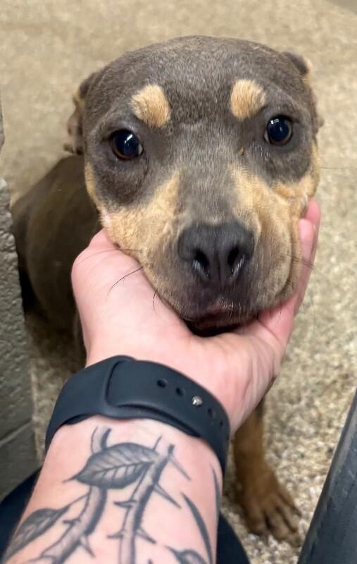 Jolene, a Adoptable mixed breed in Katy, TX image 3/3