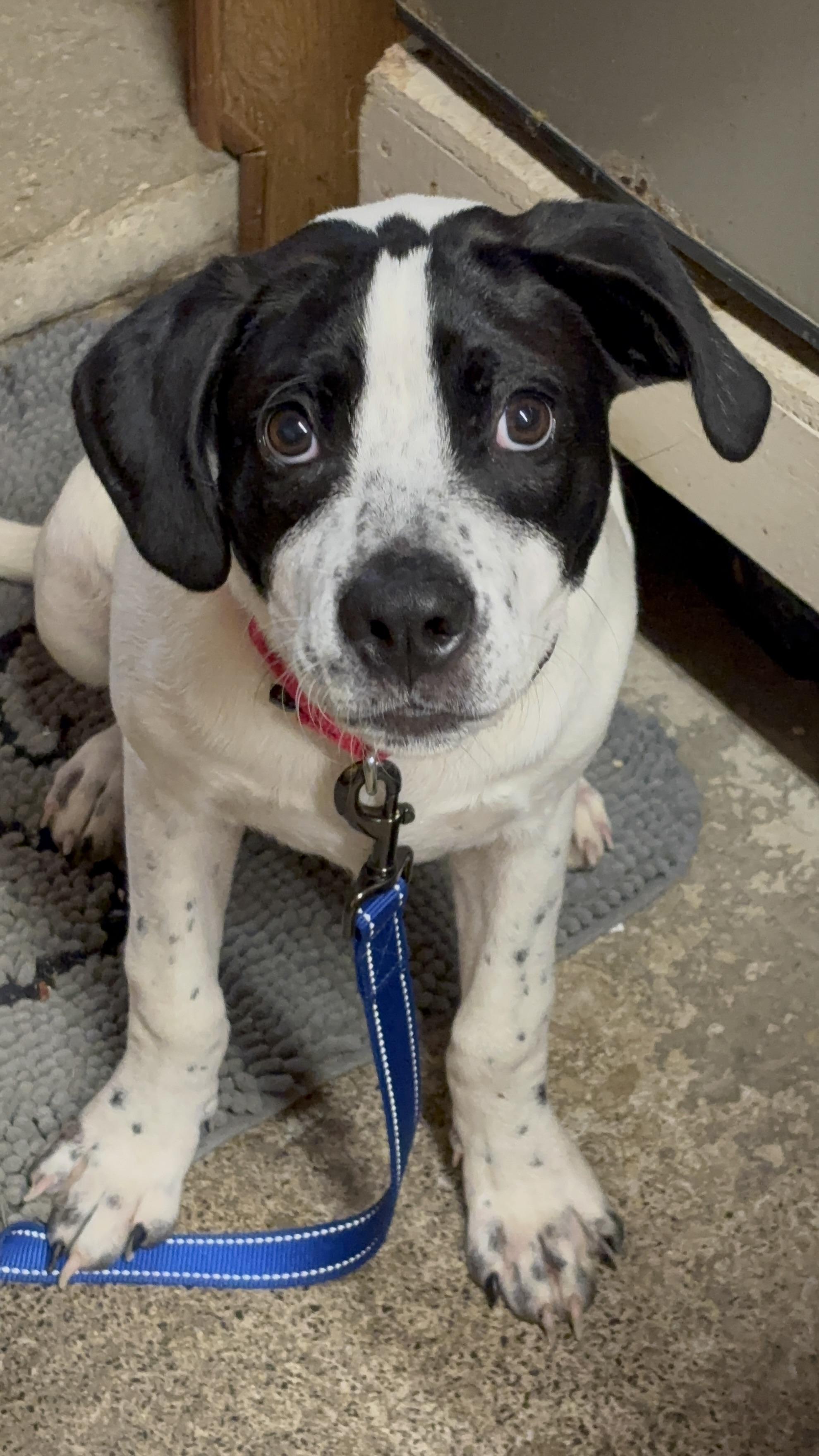 Dottie