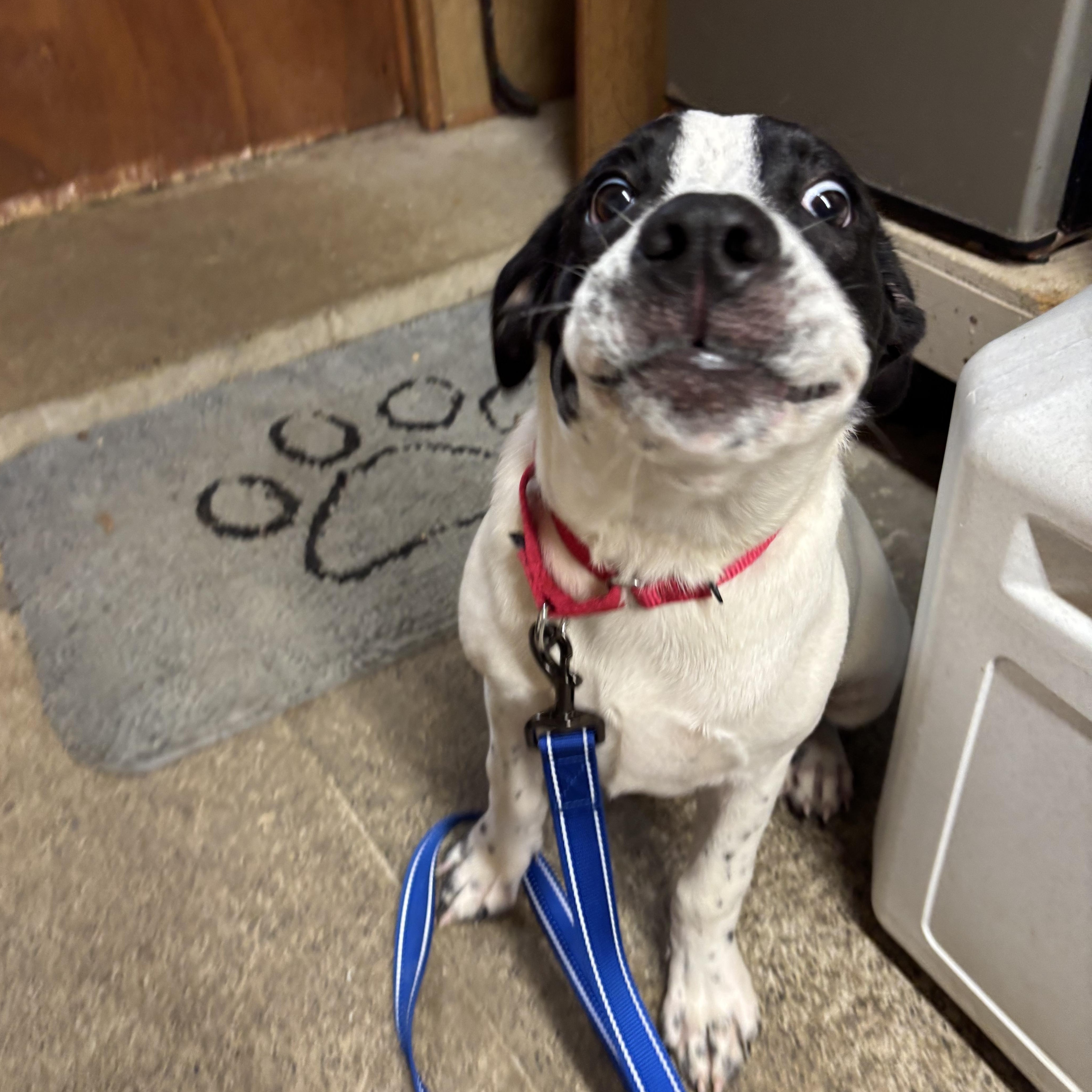 Dottie