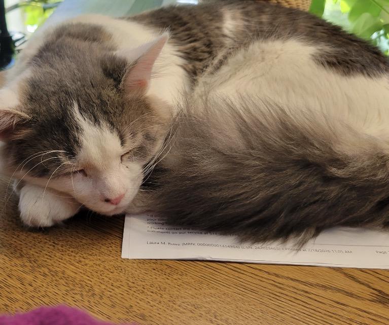 Enlarge Auggie, an adopted Domestic Short Hair in Maineville, OH image 3/6