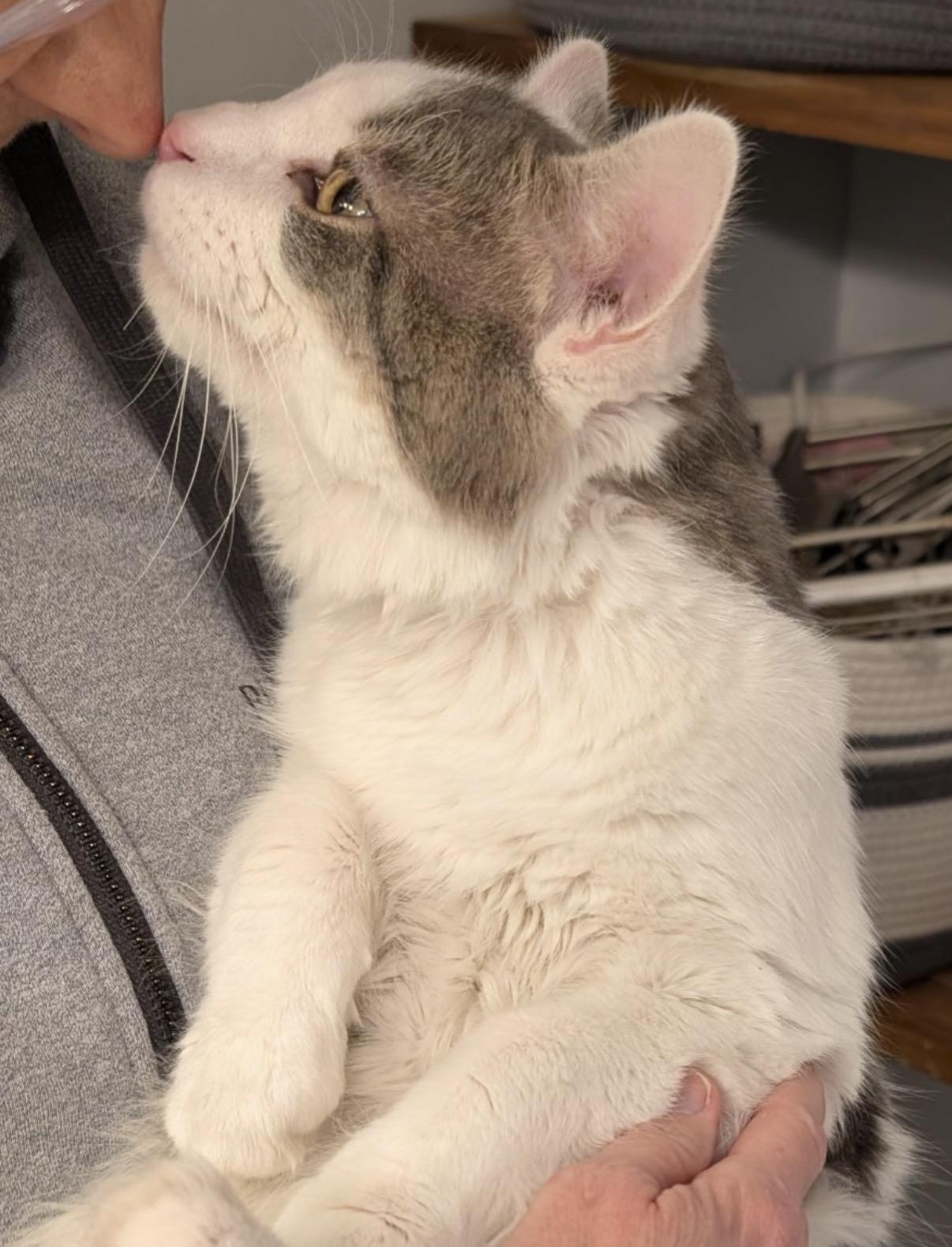 Enlarge Auggie, an adopted Domestic Short Hair in Maineville, OH image 6/6