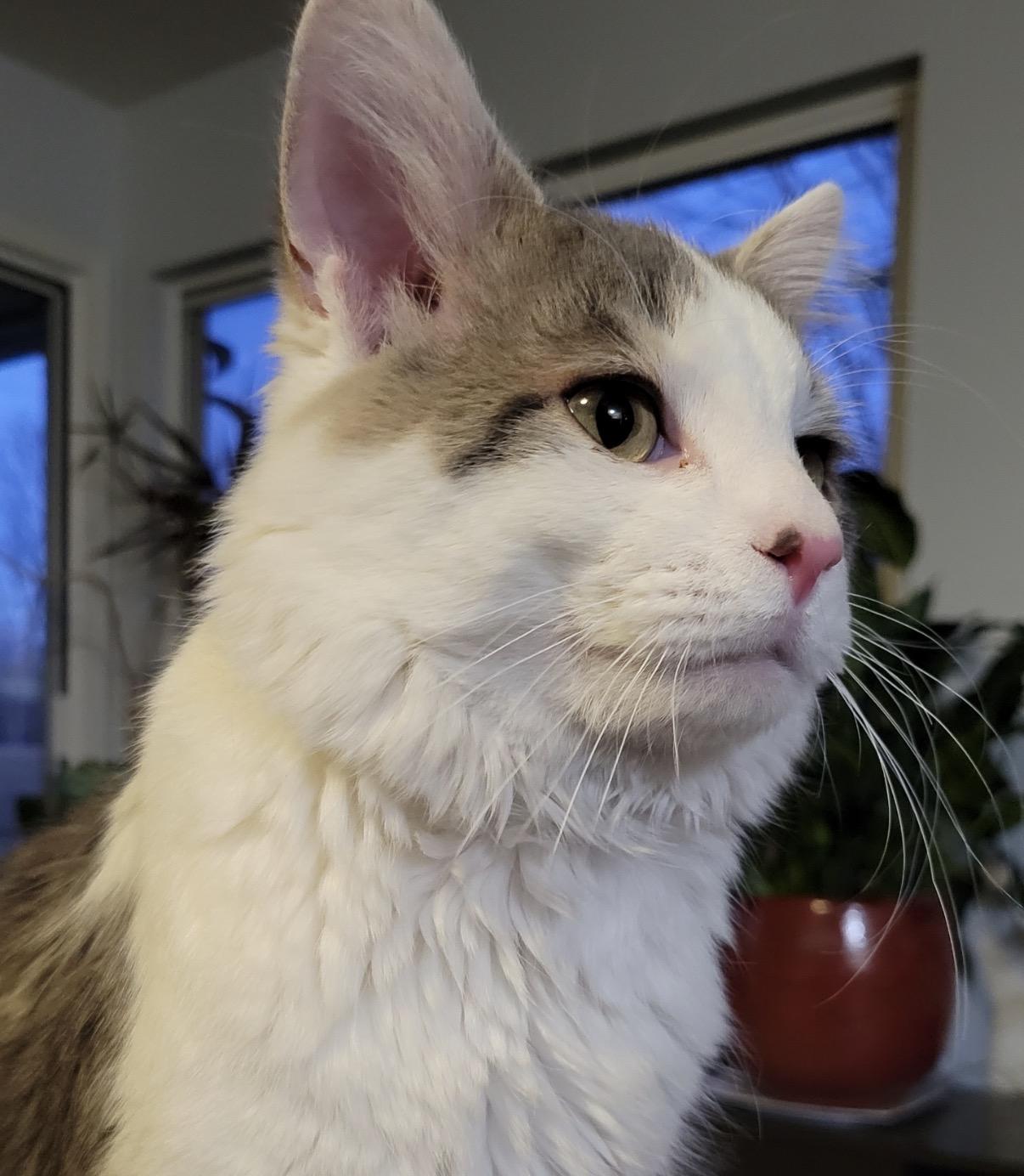 Enlarge Auggie, an adopted Domestic Short Hair in Maineville, OH image 5/6