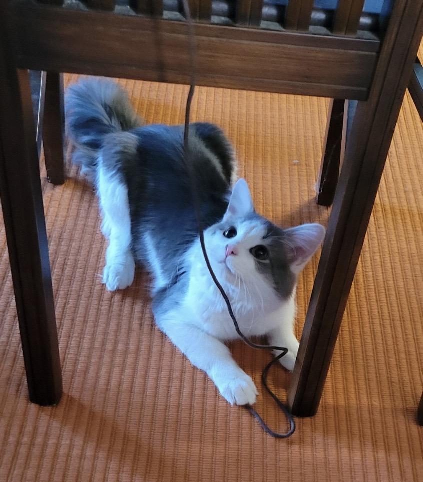 Enlarge Auggie, an adopted Domestic Short Hair in Maineville, OH image 1/6