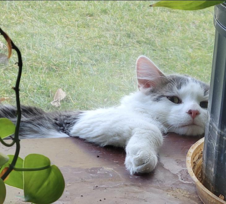 Enlarge Auggie, an adopted Domestic Short Hair in Maineville, OH image 4/6