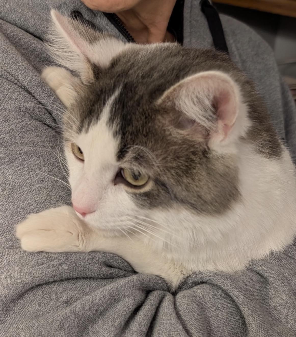 Enlarge Auggie, an adopted Domestic Short Hair in Maineville, OH image 2/6